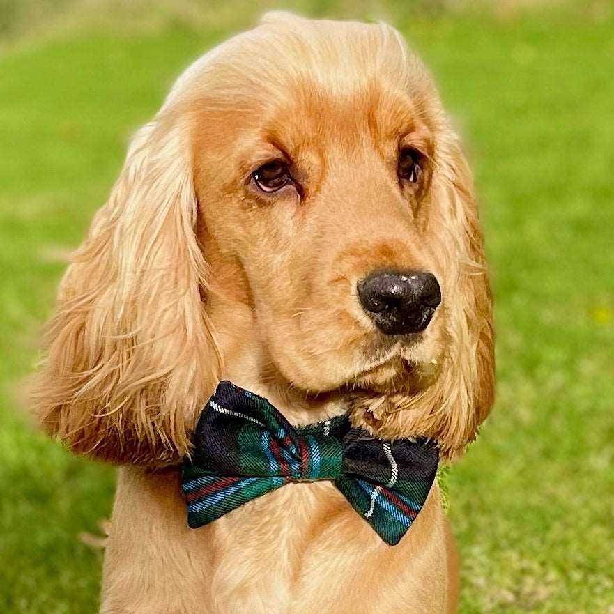 Tartan dog bow deals tie